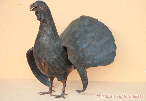 Auerhahn, geschw�rzt